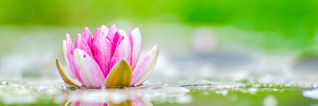water_lily_10-wallpaper-4320×14400